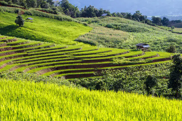 Mengoptimalkan Insentif Pajak untuk Badan Usaha Milik Desa
